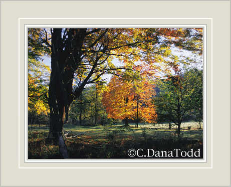 Dana Todd Gallery