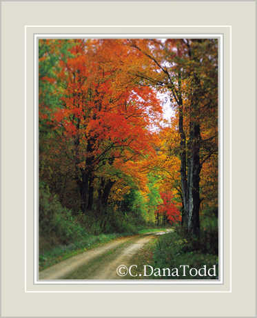 Dana Todd Gallery
