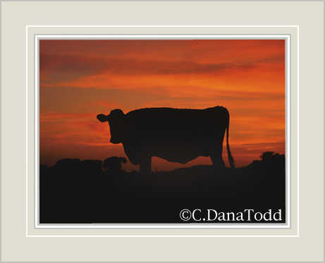 Dana Todd Gallery