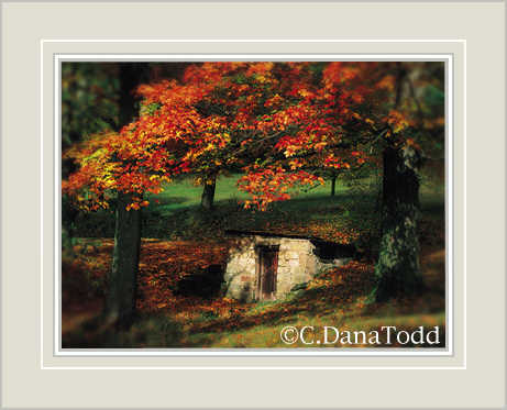 Dana Todd Gallery