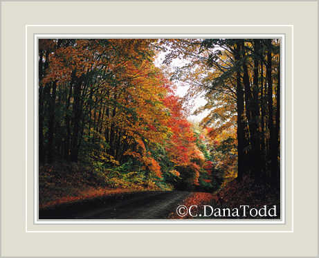 Dana Todd Gallery