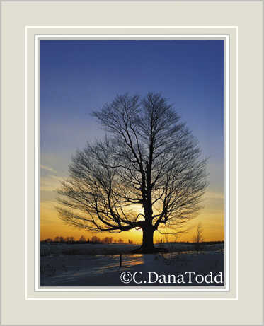 Dana Todd Gallery