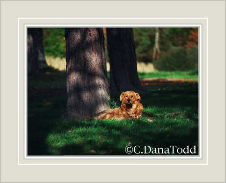 Dana Todd Gallery