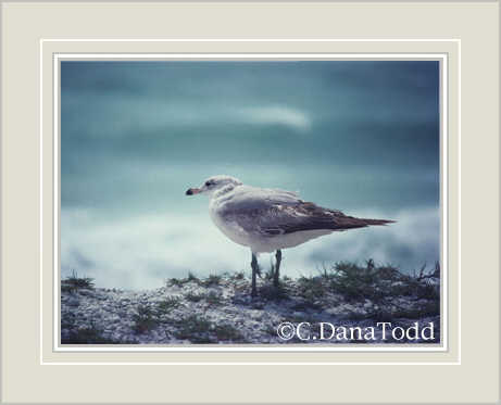 Dana Todd Gallery
