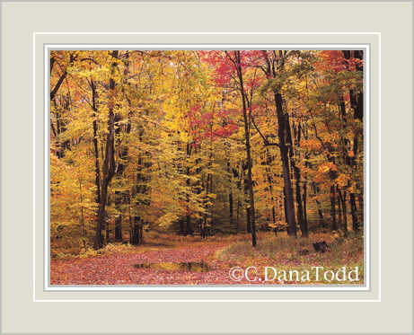 Dana Todd Gallery