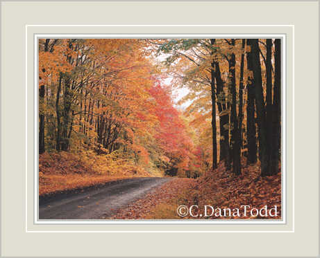 Dana Todd Gallery