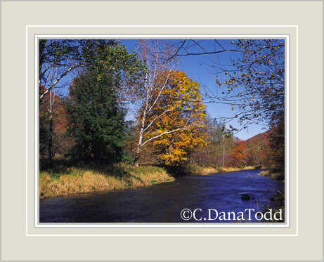 Dana Todd Gallery