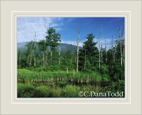 Dana Todd Gallery